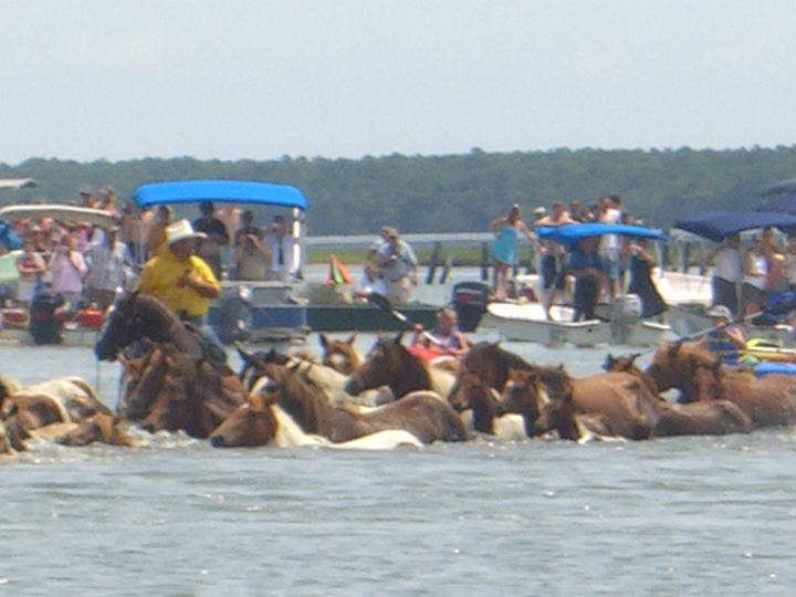 Chincoteague Pony Swim July 2007 047.JPG